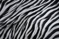 Zebra fur texture. Striped black white fluffy zebra fur. Close-up. Copy space. Long soft cozy wool. Warm blanket, rug Royalty Free Stock Photo