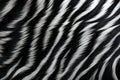 Zebra fur texture. Striped black white fluffy zebra fur. Close-up. Copy space. Long soft cozy wool. Warm blanket, carpet