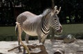 Zebra Or Genus Equus