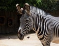 Zebra Or Genus Equus