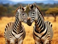 Zebra and Giraffe Masai Mara Royalty Free Stock Photo