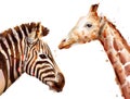 Zebra and giraffe Vector watercolor. wildlife safari animals