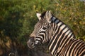 A Zebra Backwards Glance Royalty Free Stock Photo