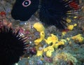 Zebra Goby, Sulfur Sponge, Limpet, and Purple Sea Urchins Royalty Free Stock Photo