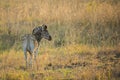 Zebra in golden light