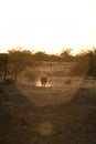 Zebra in golden light.