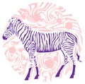 Zebra graphics with purple stripe Royalty Free Stock Photo