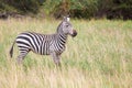 Zebra in the grasland in Kenya,on safari Royalty Free Stock Photo