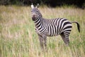 Zebra in the grasland in Kenya, safari