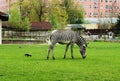 Zebra on the grass