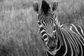 Zebra looking to camera, photographed in monochrome at Port Lympne Safari Park, Ashford, Kent UK. Royalty Free Stock Photo