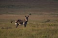 Zebra on a grass plain