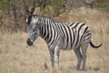 zebra grassing in the field Royalty Free Stock Photo
