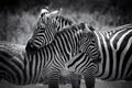 Zebra on grassland in Africa Royalty Free Stock Photo