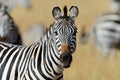 Zebra on grassland in Africa Royalty Free Stock Photo