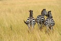 Zebra on grassland in Africa Royalty Free Stock Photo