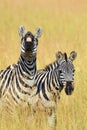 Zebra on grassland in Africa Royalty Free Stock Photo