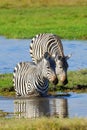 Zebra on grassland in Africa Royalty Free Stock Photo