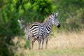 Zebra on grassland in Africa Royalty Free Stock Photo