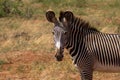 Zebra in grassland, national park africa Royalty Free Stock Photo