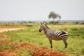 Zebra in the grassland of Tsavo East National Park, Kenya, Africa Royalty Free Stock Photo