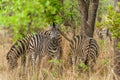 Zebra graze peacefully under acacia trees Royalty Free Stock Photo