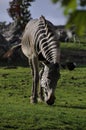 Zebra grazing Royalty Free Stock Photo
