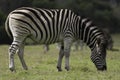 Zebra grazing