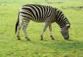 Zebra Grazing Royalty Free Stock Photo