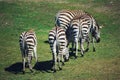 Zebra grazing, Boras National Park, Sweden Royalty Free Stock Photo