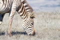 Close up of a zebra grazing in drought parched field