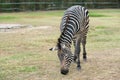 Zebra Grazing on grassland in safari park