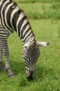 Zebra grazing Royalty Free Stock Photo