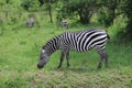 Zebra grazing in Uganda