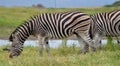 Zebra grazing near the Waterhole.