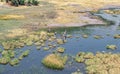 Zebra grazing in the Okavango Delta, Botswana aerial shot Royalty Free Stock Photo