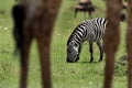 Zebra grazing in savannah and Giraffe, Masai Mara Royalty Free Stock Photo