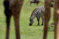 Zebra grazing in savannah, a view through the legs of Giraffe, Masai Mara Royalty Free Stock Photo