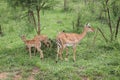 Zebra grazing in Uganda