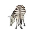 Zebra grazing vector Royalty Free Stock Photo