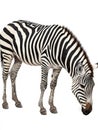 Zebra grazing white isolate background Royalty Free Stock Photo