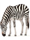 Zebra grazing on a white isolate background Royalty Free Stock Photo