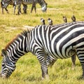 Zebra grazing in the wild Royalty Free Stock Photo
