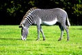 Zebra grazing in the wild Royalty Free Stock Photo