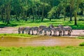 Zebra grazing in the wild Royalty Free Stock Photo