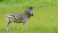 Zebra with green background Botswana