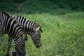 Zebra on green background Royalty Free Stock Photo