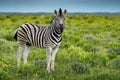 Zebra on green bush in Etosha National Park, Namibia