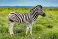 Zebra on green bush in Etosha National Park, Namibia