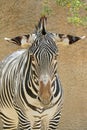 Zebra Royalty Free Stock Photo